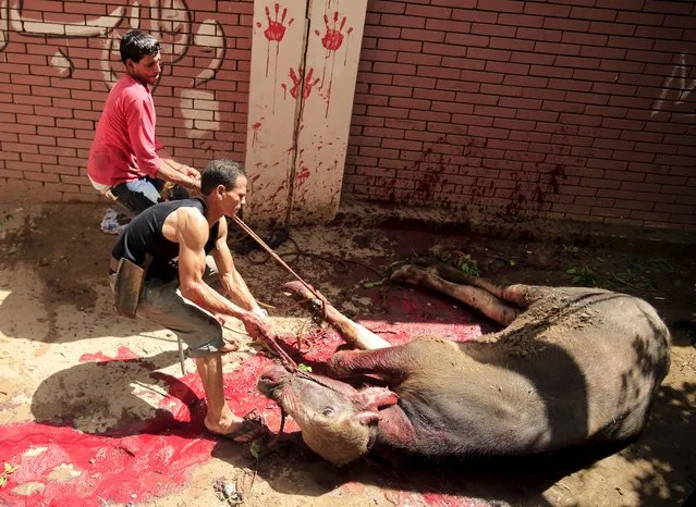 Butchers slaughter a calf on the first day of Eid al-Adha festival in Toukh, El-Kalubia governorate, northeast of Cairo, Egypt, September 24, 2015. (Photo by Amr Abdallah Dalsh/Reuters)
