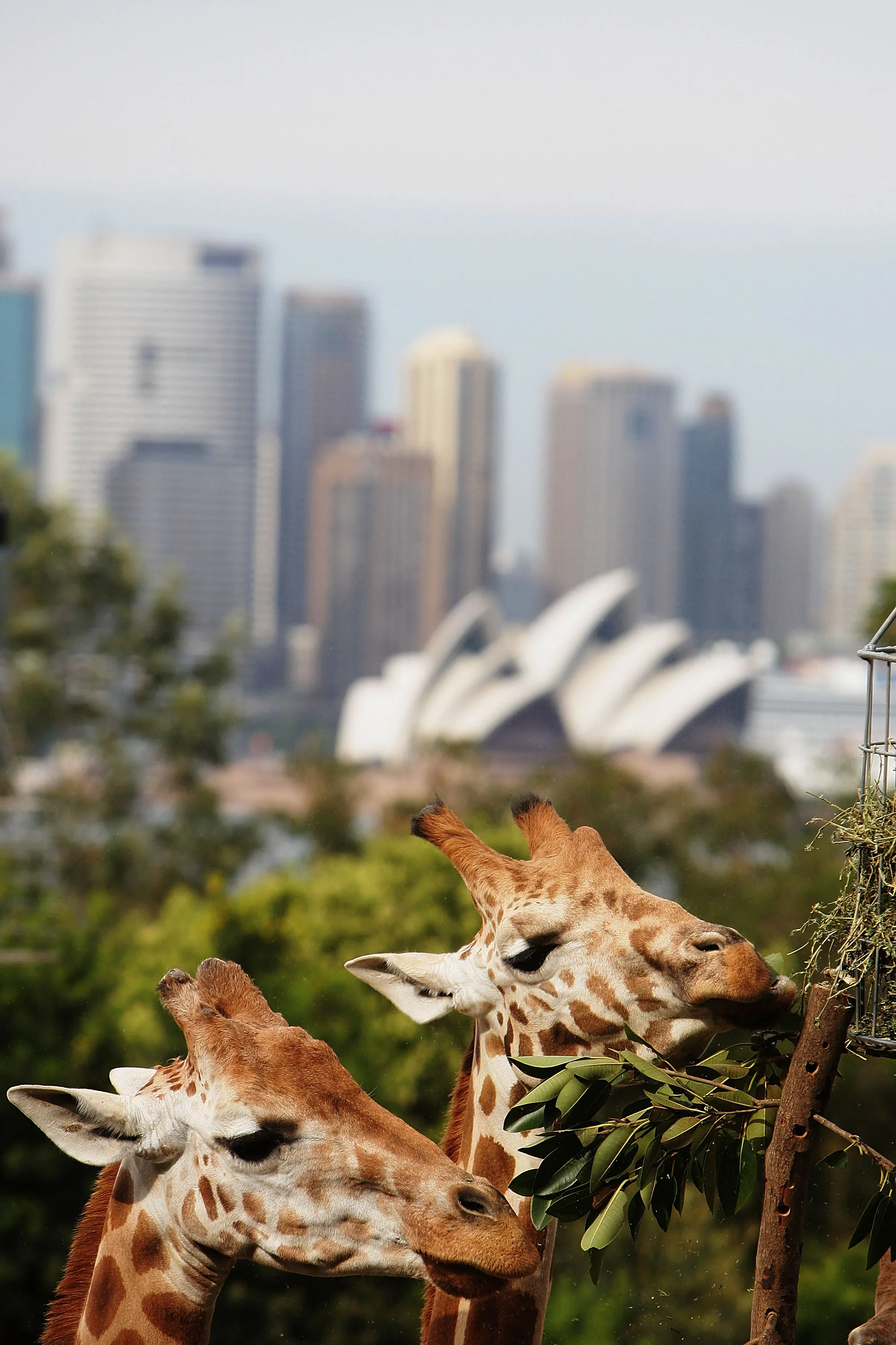 Taronga Zoo Animals Recieve Christmas Gifts