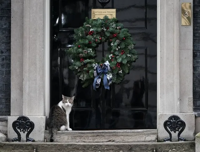 Larry the cat sits outside the door of 10 Downing street ahead of the switching on of the Downing Street Christmas tree lights in London on Monday, November 28, 2022. (Photo by Yui Mok/PA Images via Getty Images)