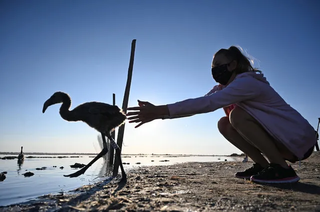 A volunteer releases a flamingo chick in Aigues-Mortes, near Montpellier, southern France, on August 5, 2020, during a tagging and controling operation of flamingo chicks to monitor the evolution of the species. (Photo by Christophe Simon/AFP Photo)