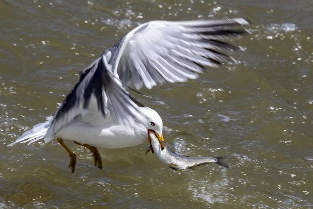A seagull hunts pearl mullets swimming upstream against the flow stream in Van, Turkiye on May 10, 2025 as people observe their dangerous journey as part of the “12th International Pearl Mullet Migration Culture and Art Festival” organized to promote and raise awareness about the pearl mullets' migration during the breeding period. Every year during their spawning season, the pearl mullets live in the Lake Van, have to fight against seagulls feed on migrating fish, while migrating to fresh waters by swimming upstream against the flow stream. (Photo by Necmettin Karaca/Anadolu via Getty Images)