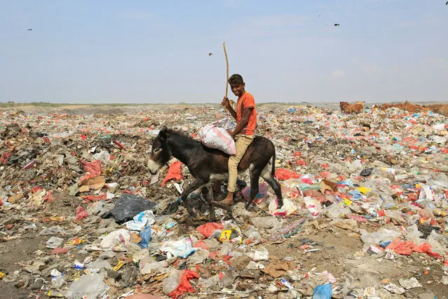 A boy rides a donkey as he collects recyclables from a garbage dump on the outskirts of the Red Sea port city of Hodeida, Yemen January 7, 2018. (Photo by Abduljabbar Zeyad/Reuters)