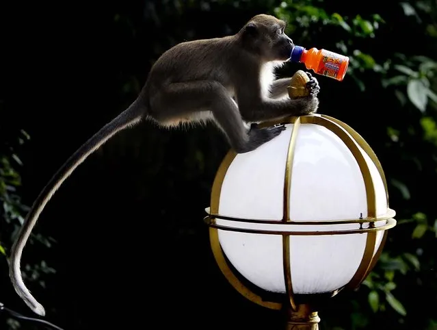 A long tailed-macaque monkey holds a plastic bottle in its mouth at Batu Caves, the sacred place for Hindu's in Malaysia. The caves are one of the most popular Hindu shrines outside India, dedicated to Lord Murugan. (Photo by Mark Baker/Associated Press)