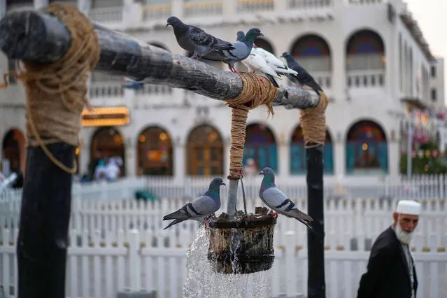 Pigeons gather to drink water from the Old Well fountain at the Souq Waqif in Doha, Qatar, Wednesday, December 7, 2022. (Photo by Pavel Golovkin/AP Photo)