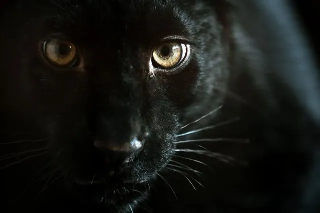 This photograph shows a young female black panther named Kiara, a six months survivor of the trafficking of exotic pets in Ukraine, which arrived in France in a shelter for wild animals at the zoo in Saint-Martin-la-Plaine near Lyon, France, on December 27, 2022. (Photo by Olivier Chassignole/AFP Photo)