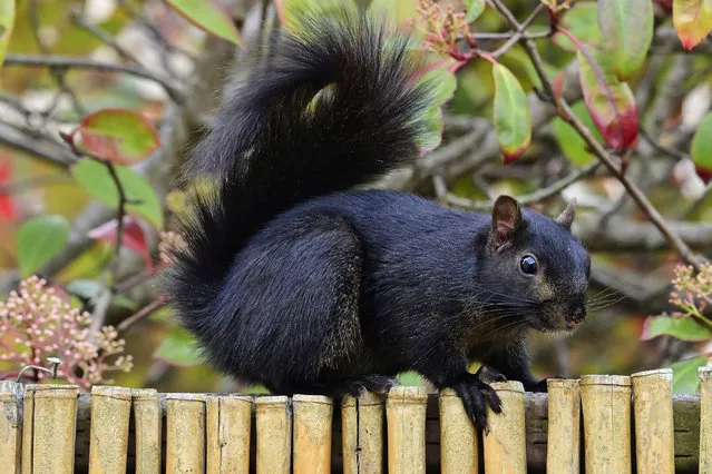 A black squirrel in Pacific Grove, California on January 7, 2023. (Photo by Rory Merry/ZUMA Press Wire/Rex Features/Shutterstock)