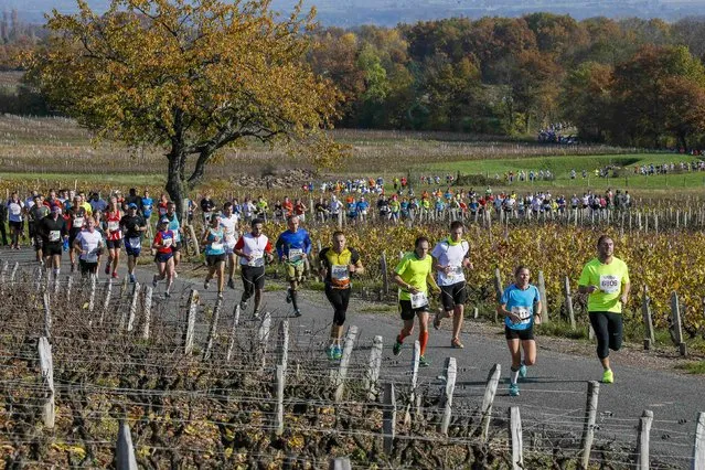 Competitors run past vineyards during the Marathon International du Beaujolais race in Arnas, November 22, 2014. (Photo by Robert Pratta/Reuters)
