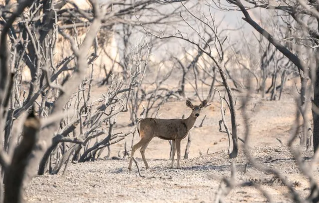 A deer looks for food in the burn area of the Bobcat fire in Pearblossom, California, USA, 20 September 2020. According to the ​US Forest Service, the Bobcat fire has burnt more than 99,000 acres of land. (Photo by Kyle Grillot/EPA/EFE)