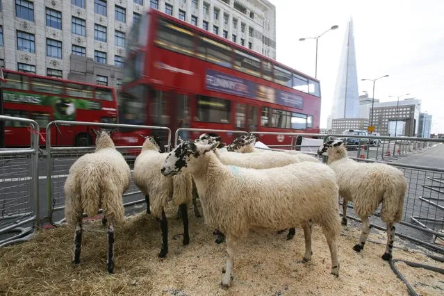 A London bus passes sheep after a photocall with British former racing driver Nigel Mansell with his grandson Jai Mansell, who joined Freeman of the City of London driving sheep over London Bridge in central London, UK, Sunday September 25, 2016. (Photo by Daniel Leal-Olivas/PA Wire)
