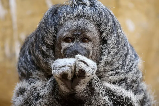 A Geoffroy's Monk Saki is seen at the Parque de Las Leyendas zoo in Lima, Peru, February 14, 2018. (Photo by Guadalupe Pardo/Reuters)