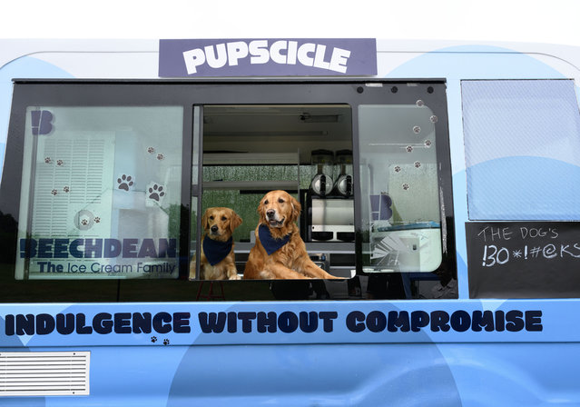 Golden retrievers Winnie and Kiera, eat dog-friendly ice cream at a Beechdean Ice Cream van pop-up in High Wycombe, Buckinghamshire to celebrate National Ice Cream Day in UK on Sunday, July 20, 2025. (Photo by Doug Peters/PA Media Assignments)