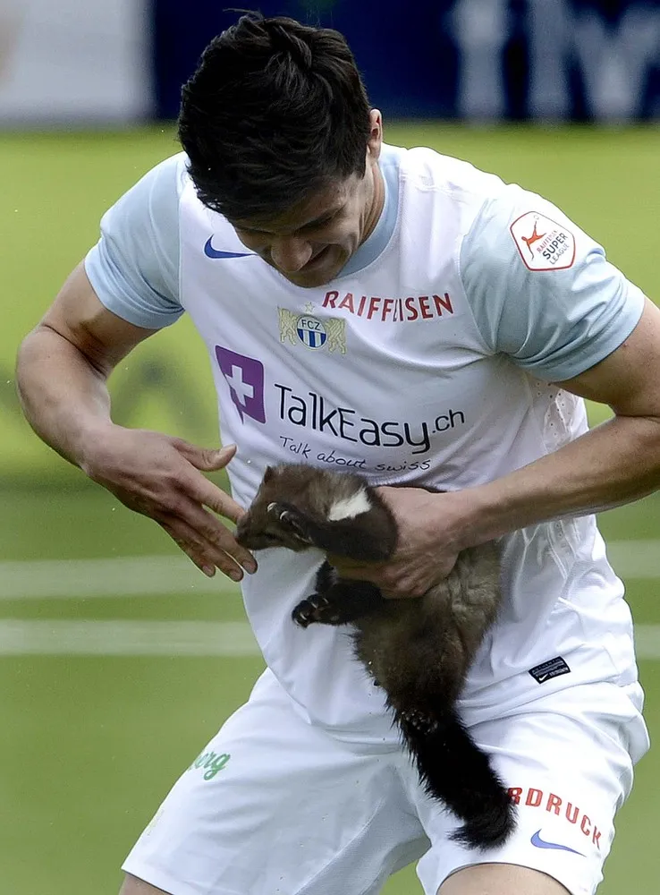 Furry Field Invasion During Swiss Soccer Match (VIDEO)