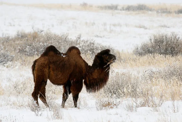 A camel grazes in the snow-covered steppe area near the town of Kyzyl in the Republic of Tuva (Tyva region), Russia, November 4, 2016. (Photo by Ilya Naymushin/Reuters)