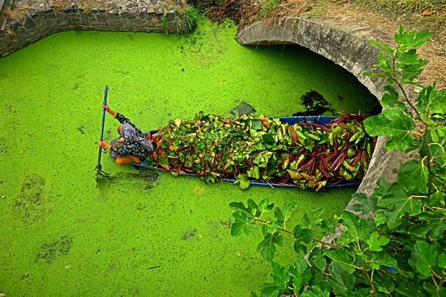 A woman rows a boat carrying lotus roots through the Dal Lake in Srinagar on June 25, 2025. (Photo by Tauseef Mustafa/AFP Photo)