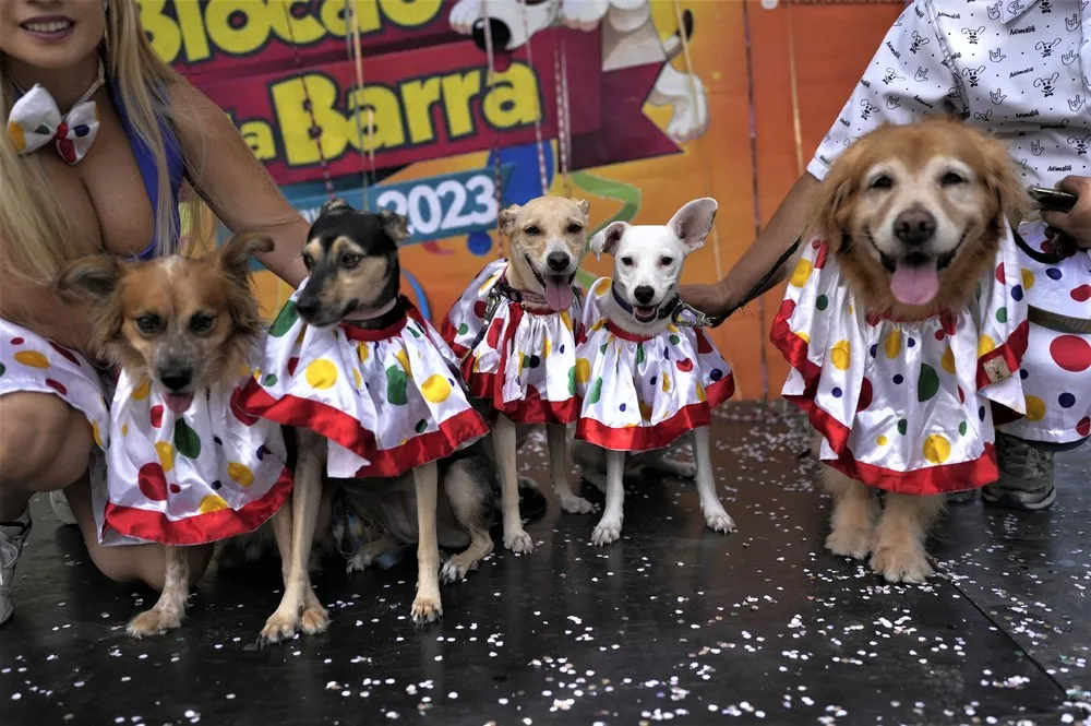 Dogs Carnival in Rio