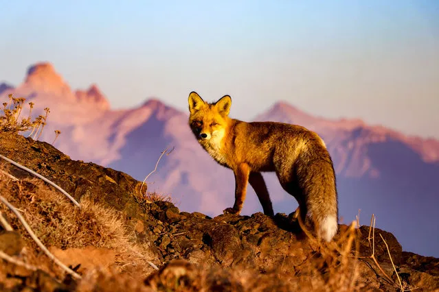 A fox is seen on mountaintop of Mountains Ikiyaka as it searches for food in Yuksekova district of Hakkari, Turkey on October 17, 2020. (Photo by Mesut Varol/Anadolu Agency via Getty Images)