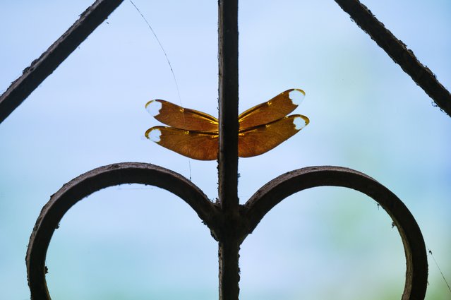 A Fulvous Forest Skimmer (Neurothemis fulvia), a dragonfly species found in Asia, is perched on an iron grill in a house in Telhatta, India on April 6, 2025. Aesthetically, it appears as though the insect is part of the grill. (Photo by Soumyabrata Roy/NurPhoto via Getty Images)