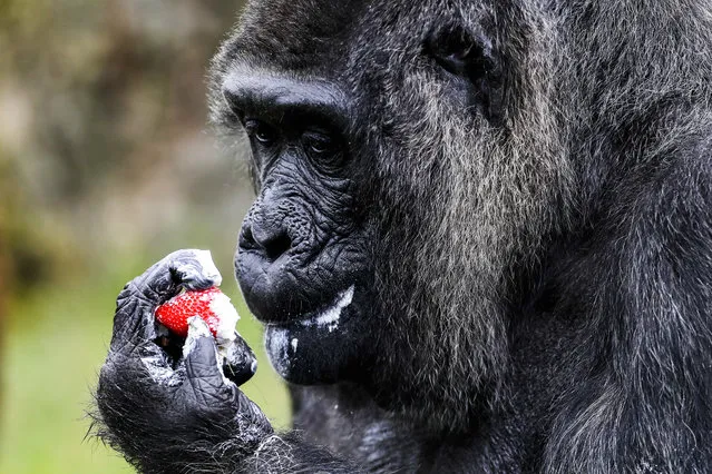 The female Gorilla Fatou looks at a straw-berry which topped a “rice-cake” to celebrate her 61st birthday at the zoo in Berlin, Germany, Friday, April 13, 2018. According to Zoo officials Fatou is together with Gorilla Trudy at a Zoo in Little Rock at the United State the oldest living female gorilla in the world. Both Gorillas are around 61 years. (Photo by Markus Schreiber/AP Photo)