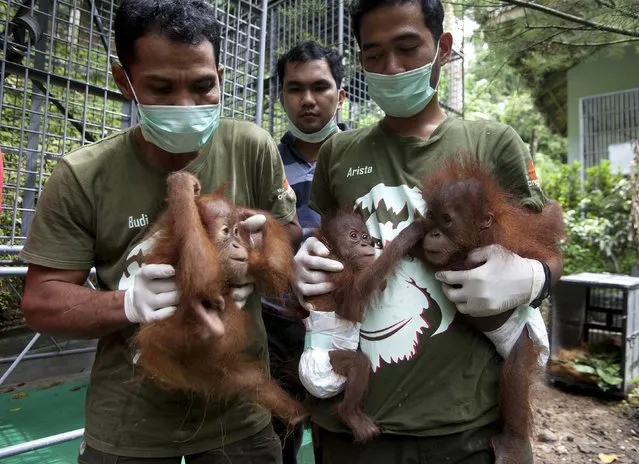 Staff at the Sumatran Orangutan Conservation Programme carry three baby orangutans before being placed in quarantine at Batu Mbelin, near Medan in North Sumatra, Indonesia on November 16, 2015. (Photo by Y.T. Haryono/Reuters)