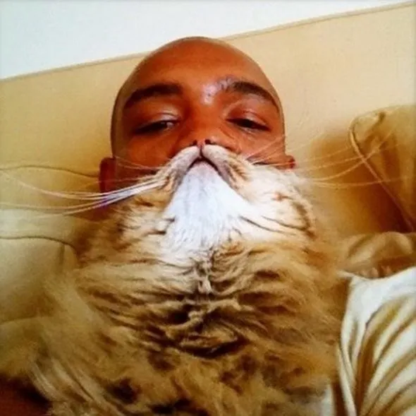 Cat Beards