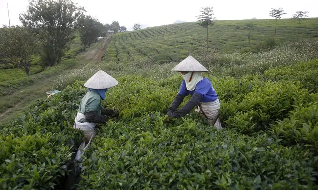 Farmers work on a tea farm which produces black tea for export in Moc Chau, northwest of Hanoi, Vietnam October 14, 2015. (Photo by Reuters/Kham)