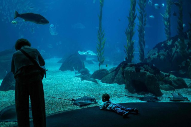 A child looks at a manta ray at Lisbon Oceanarium in Lisbon on October 9, 2025. Lisbon Oceanarium was built for the Expo98 by the architect Peter Chermayeff, it has nearly 500 marine species that inhabit it. (Photo by Patrícia de Melo Moreira/AFP Photo)