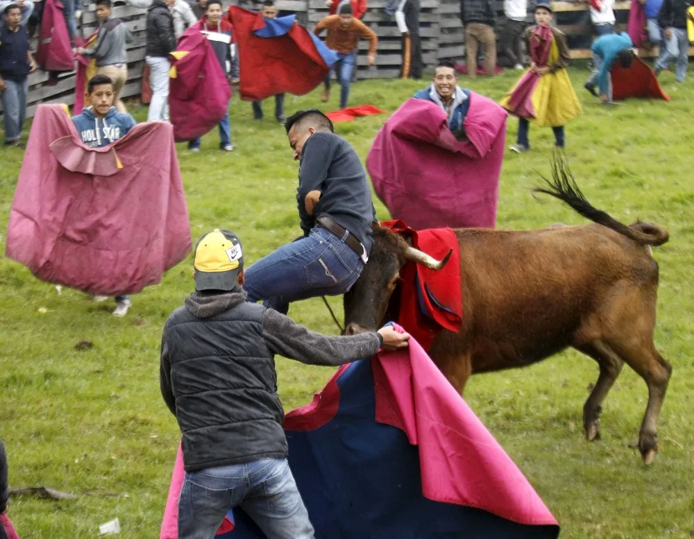 Ecuadorian Bullfighting