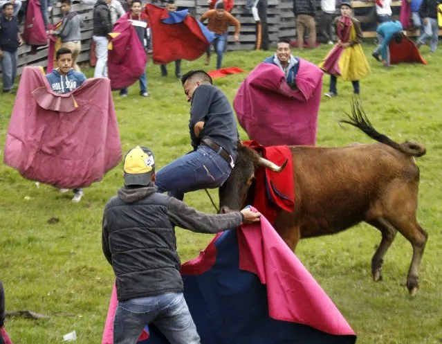 Ecuadorean spontaneous bullfighters participate in a popular bull festival called Las Canteras del Antisana at Pinantura village on the base of the Antisana volcano in Quito, November 28, 2015. (Photo by Guillermo Granja/Reuters)