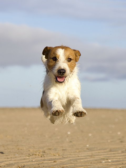 Henrietta Buxton, a Times reader, took this photograph of her lively Jack Russell on Thornham beach in north Norfolk, UK in the last decade of November 2025. (Phoot by Henrietta Buxton/The Times)