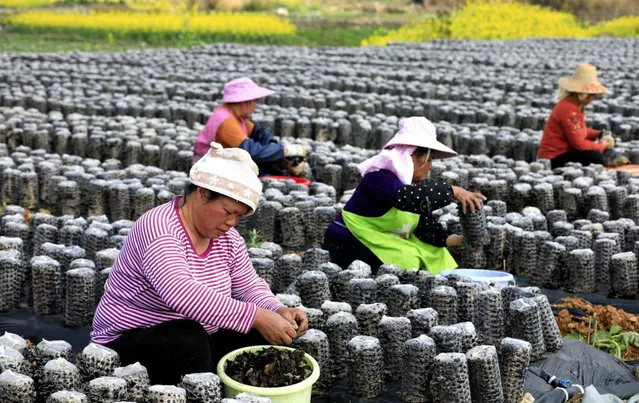 In early spring, the black fungus produced in Guandong Town, congjiang county, Qiandongnan Miao and Dong Autonomous Prefecture, Guizhou Province ushered in the picking period on February 24, 2021. Local farmers were busy picking, drying and carrying black fungus, and the edible fungus base was busy. In order to solve the problems of difficult employment and low income of the masses, the town took helping farmers to increase their income as the starting point, and took the cultivation of Auricularia auricula as the short and fast leading industry for the poor people in the town to increase their income and get rich, and made great efforts to promote the green standardized cultivation of Auricularia auricula in the open air, effectively realizing employment at the doorstep of the masses and promoting farmers to increase their income and get rich. (Photo by Sipa Asia/Rex Features/Shutterstock)