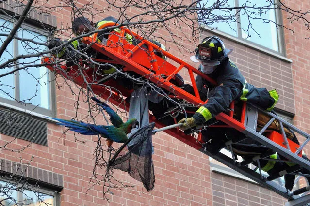 Firefighters rescue Dylan, a catalina macaw, from a tree in the Manhattan borough in New York on March 23, 2021. The bird escaped as he was being brought to see a vet by his owner. (Photo by Bill Swersey/Reuters)