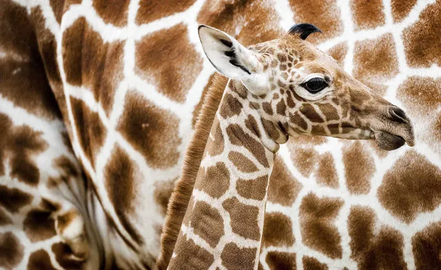 A newborn reticulated giraffe is seen for the first time at the Savannah in Artis Zoo in Amsterdam, the Netherlands, 21 November 2016. The calf is a week old. (Photo by Koen Van Weel/EPA)