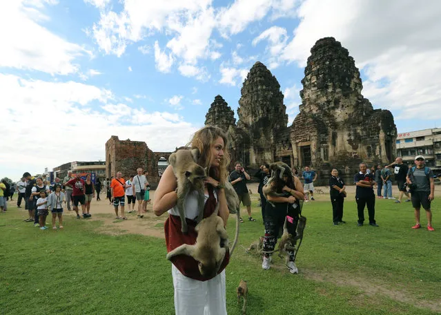 Monkeys climb on foreign tourists during the Monkey Buffet Festival at the Phra Prang Sam Yod temple in the city of Lopburi province, North of Bangkok, Thailand, 27 November 2016. The Monkey Buffet Festival is held every year on the last Sunday of November to promote tourism in Lopburi, well known as monkey city, and to thank the monkeys for drawing tourists to the town. (Photo by Narong Sangnak/EPA)