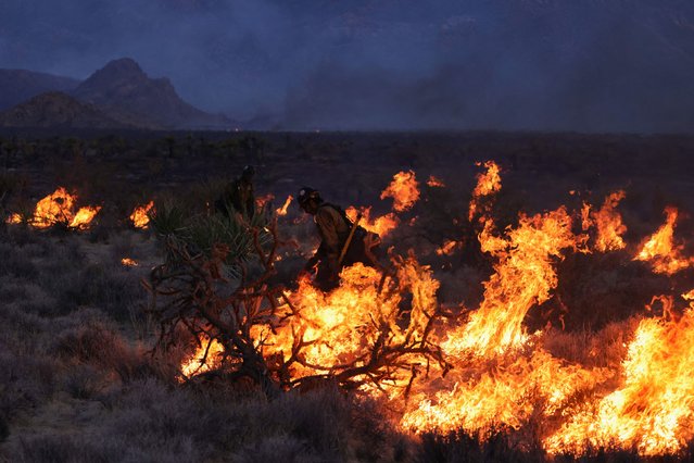 Crane Valley Hotshots set a back fire as the York Fire burns in the Mojave National Preserve on July 30, 2023. The York Fire has burned over 70,000 acres, including Joshua trees and yucca in the Mojave National Preserve, and has crossed the state line from California into Nevada. (Photo by David Swanson/AFP Photo)