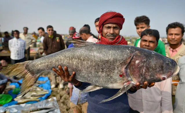 An Indian villager shows his catch after taking part in community fishing on the eve of the annual Magh Bihu festival in Morigaon district of Assam state, India, 14 January 2016. The festival marks the end of the winter harvesting and is celebrated on the first day of 'Magh' month of Assamese calendar. (Photo by EPA/Stringer)