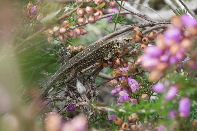 A sand lizard hatchling in the heather, Crooksbury Common, Surrey, UK. (Photo by Gillian Pullinger/Alamy Stock Photo)
