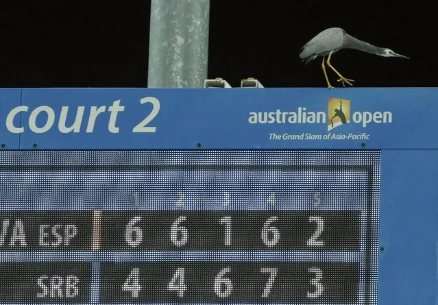 A bird lands on the scoreboard during the first round match between Serbia's Viktor Troicki and Spain's Daniel Munoz de la Nava at the Australian Open tennis tournament at Melbourne Park, Australia, January 19, 2016. (Photo by Tyrone Siu/Reuters)