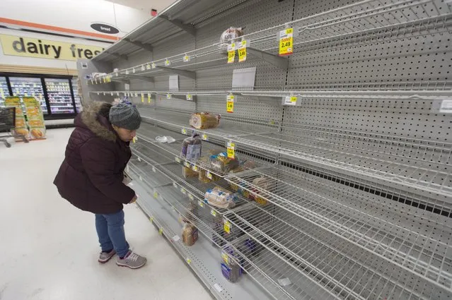 A customer looks at the heavily depleted bread section of a grocery store, as shoppers prepare for an approaching snowstorm in Alexandria, Virginia, USA, 21 January 2016. A major blizzard, Winter Storm Jonas, is expected to dump about two feet (61 centimeters) of snow in the Washington DC region this coming weekend. (Photo by Michael Reynolds/EPA)