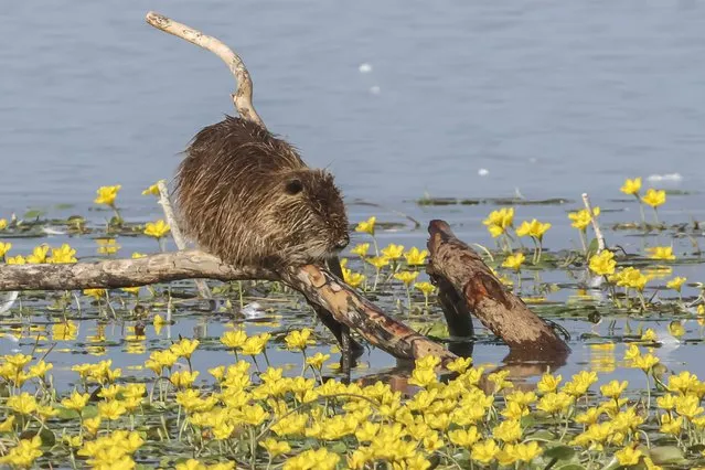 Nutria spotted in Lake Kerkini at a dead tree branch over water lilies next to flamingo birds and Great egret on September 24, 2023. The nutria, Myocastor coypus, also known as the coypu, a large herbivorous semiaquatic rodent. The genus name Myocastor derives from the two Ancient Greek words mûs -rat and kástor – beaver, literally, therefore, the name Myocastor means “mouse beaver” while nutria comes from Spanish word nutria meaning otter. This species is included since 2016 in the EU list of Invasive Alien Species of European Union concern implying that this species cannot be imported, bred, transported, commercialized, or intentionally released into the environment in the whole of the European Union. Lake Kerkini is an artificial reservoir in Macedonia, Greece that was created in 1932, it is one of the premier birdwatching sites in Greece, as it is situated along the migratory flyway route. Lake Kerkini is now one of the premier birdwatching sites in Greece, as it is situated along the migratory flyway Kerkini lake is listed as a Ramsar site, a wetland designated to be of international importance under the Ramsar Convention because of the rich biodiverse nature with the intense wildlife both for protected and non species. (Photo by Nicolas Economou/NurPhoto/Rex Features/Shutterstock)