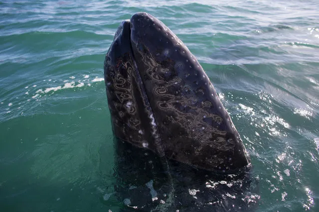 In this March 3, 2015 photo, a gray whale surfaces in the Pacific Ocean waters of the San Ignacio lagoon, near the town of Guerrero Negro, in Mexico's Baja California peninsula. The town has a long whaling history, having been named for the Black Warrior, a whaling ship that partially sank in the area in 1858. (Photo by Dario Lopez-Mills/AP Photo)