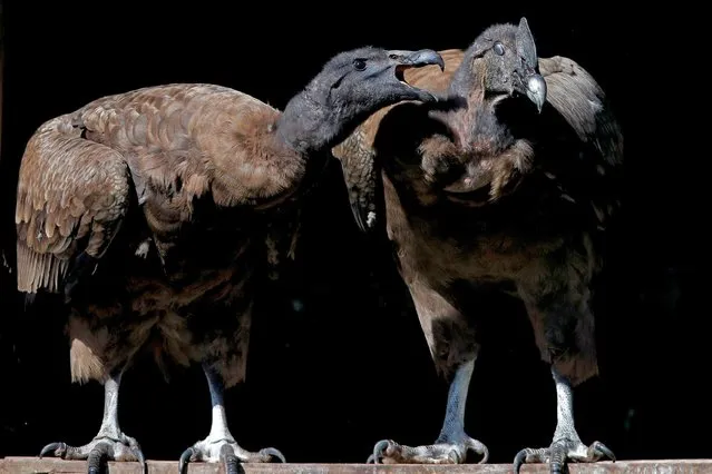 Bety (L), a two-year Andean condor cub born in captivity in Poland, remains at Chile's Rehabilitation Centre for Birds of Prey (CRAR) in Talagante, Metropolitan Santiago, on October 12, 2023, before being released in the Andes Mountains. Bety, who was brought from Poland to Chile in August, is expected to be released in the wild soon. (Photo by Javier Torres/AFP Photo)