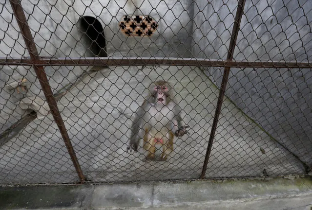 A monkey is seen in a cage at a monkey farm in Baowan village, Xinye county of China's central Henan province, February 3, 2016. (Photo by Jason Lee/Reuters)