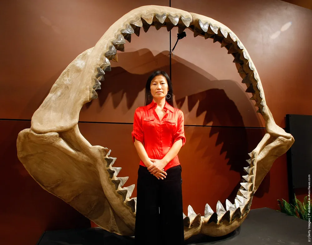World's Largest Shark Jaws