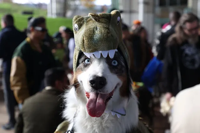 Dogs dressed in Halloween costumes are seen at the Bentway Howl'oween festival in Toronto, Ontario, Canada on October 28, 2023. Dogs dressed in Halloween costumes competed in “Costumed Pup Parade” followed by prize ceremony. (Photo by Mert Alper Dervis/Anadolu via Getty Images)