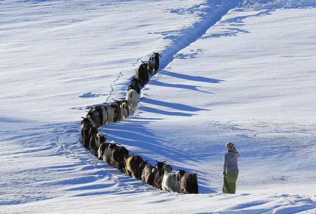 A shepherd woman herds a goat flock during inclement weather in Mus, Turkey on January 1, 2017. Shepherds continue to herd their flocks periodically on snow covered ground in highlands as they struggle with harsh winter conditions. (Photo by Ali Ihsan Ozturk/Anadolu Agency/Getty Images)