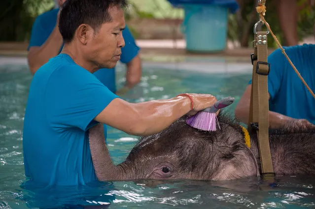 Six month- old baby elephant “Clear Sky” gets her head scrubbed with a brush at the end of a hydrotherapy session at a local veterinary clinic in Chonburi Province on January 5, 2017. (Photo by Roberto Schmidt/AFP Photo)