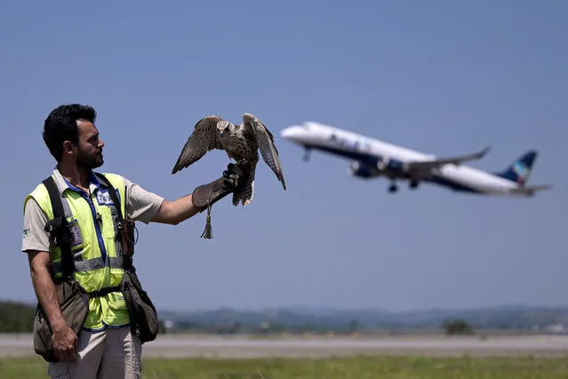 Marcos Cruz, biologist and fauna management coordinator at Belo Horizonte International Airport, poses with Aurora, a Saker falcon who patrols the runways and airspace to scare away incursions of birds, at Belo Horizonte International Airport in Confins, Minas Gerais, Brazil, on November 14, 2023. The BH Airport concessionaire reported that more than 340 wild animals were captured in 2022 by the fauna management professionals at Belo Horizonte International Airport. Six birds, including hawks and falcons, have been trained to patrol the skies around the terminal, and a pointer dog runs after the birds, chasing them away, which has reduced bird-aircraft collisions. (Photo by Douglas Magno/AFP Photo)