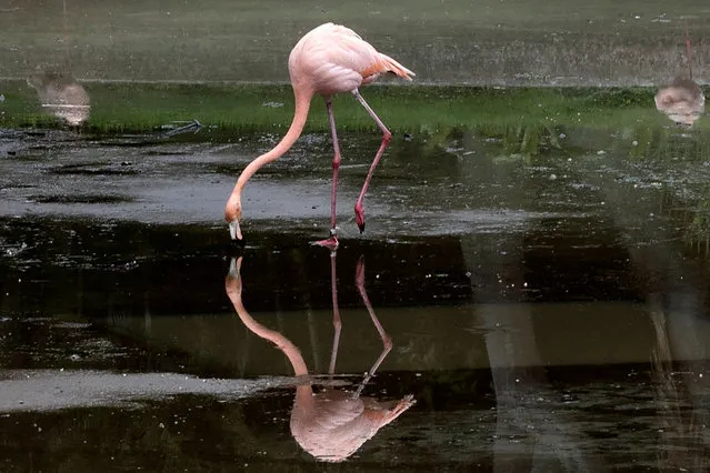 A Caribbean flamingo (Phoenicopterus ruber) is seen in an artificial pond at the Generalisimo Francisco de Miranda Park in Caracas on October 6, 2023. According to a park source, the rescued flamingos were moved to the GeneralÌsimo Francisco de Miranda park after completing their quarantine at the Caricuao zoo. The birds, which were illegally introduced into the Tocoron prison, where a zoo with wild animals used to operate. The prison was like a town all unto itself, boasting the zoo, restaurants, a pool and so much more as the powerful Tren de Aragua gang ruled the roost, using the facility as a criminal operations centre. (Photo by Yuri Cortez/AFP Photo)
