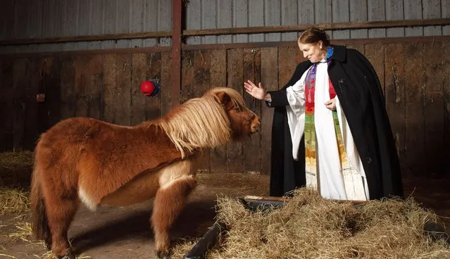 Reverend Georgina Vye blesses Wotsit the pony In the name of the father, the son and the holy goat early December 2023. A goat and a donkey were among animals to receive a holy blessing from a vicar as part of a special church service. Visitors were invited to bring along their own pets to join the staff and animals at Ferne Animal Sanctuary in UK for the annual Christmas blessing. The aptly-named Mary the goat was one of the animals blessed by Reverend Georgina Vye of St Mary's Church in Chard, Somerset. (Photo by Zachary Culpin/Bournemouth News)