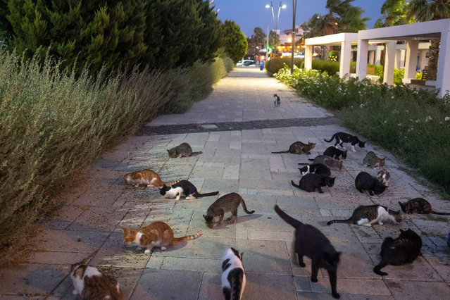 Stray cats eating their meals in a pedestrian walkway in Izmir, Turkey on August 13, 2021 . Many people feeding stray animal regularly in the street in Izmir-Turkey. (Photo by Uygar Ozel/ZUMA Press Wire/Alamy Live News)